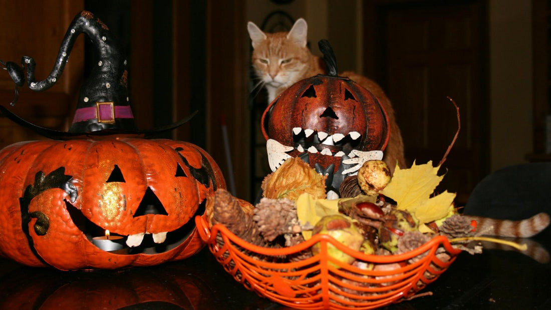 Halloween at Home with Pawterre: Cozy Beds, Costumes and Treats Your Pets Will Love