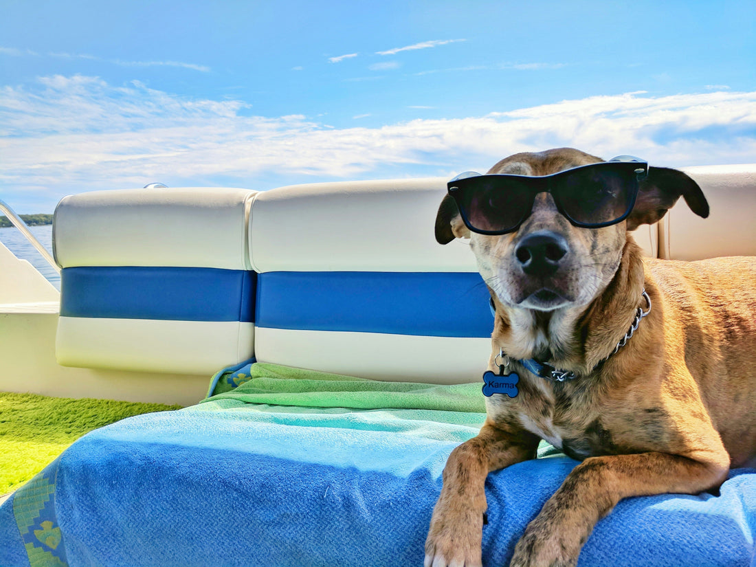 5 Essential Tips for Keeping Your Pet Cool and Comfortable This Summer