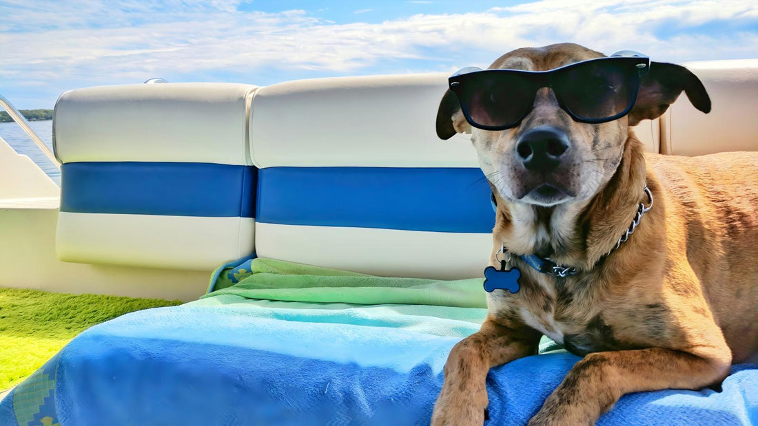 5 Essential Tips for Keeping Your Pet Cool and Comfortable This Summer