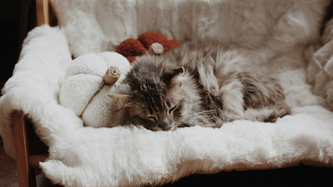 The Art of Choosing Pet Furniture That Actually Looks Good in Your Home