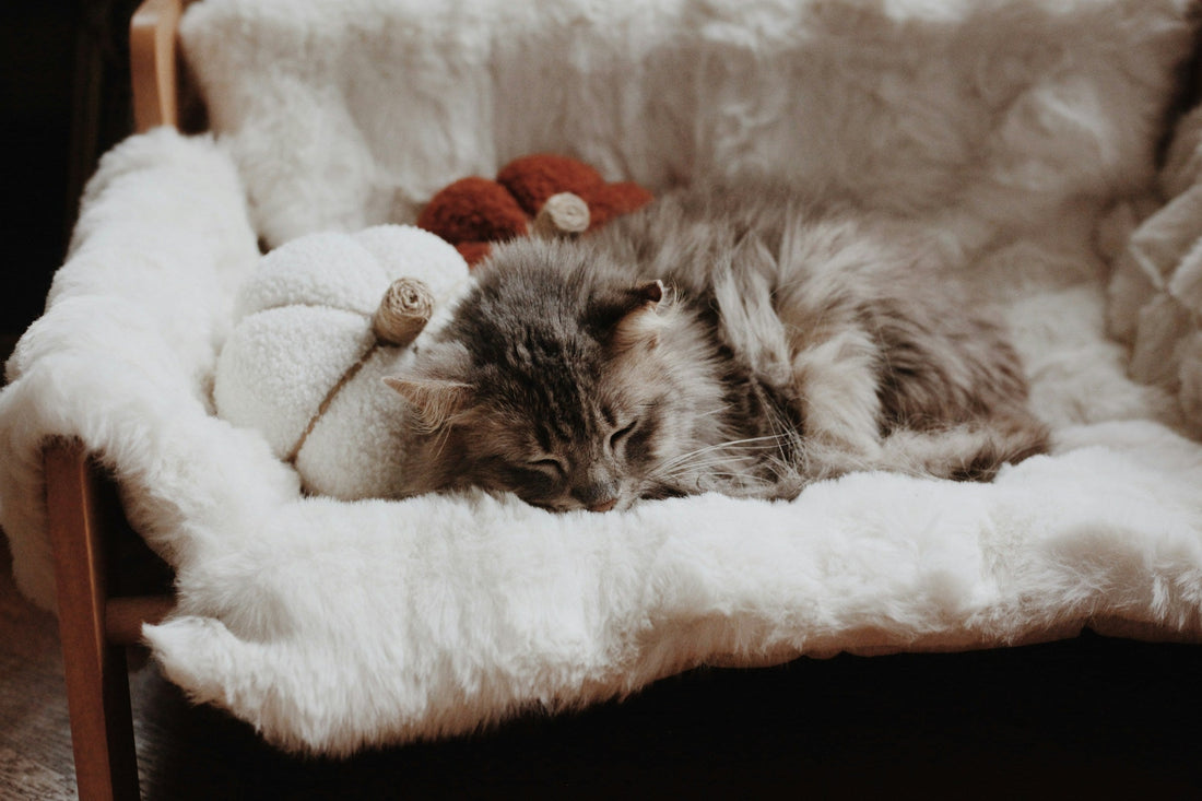 The Art of Choosing Pet Furniture That Actually Looks Good in Your Home