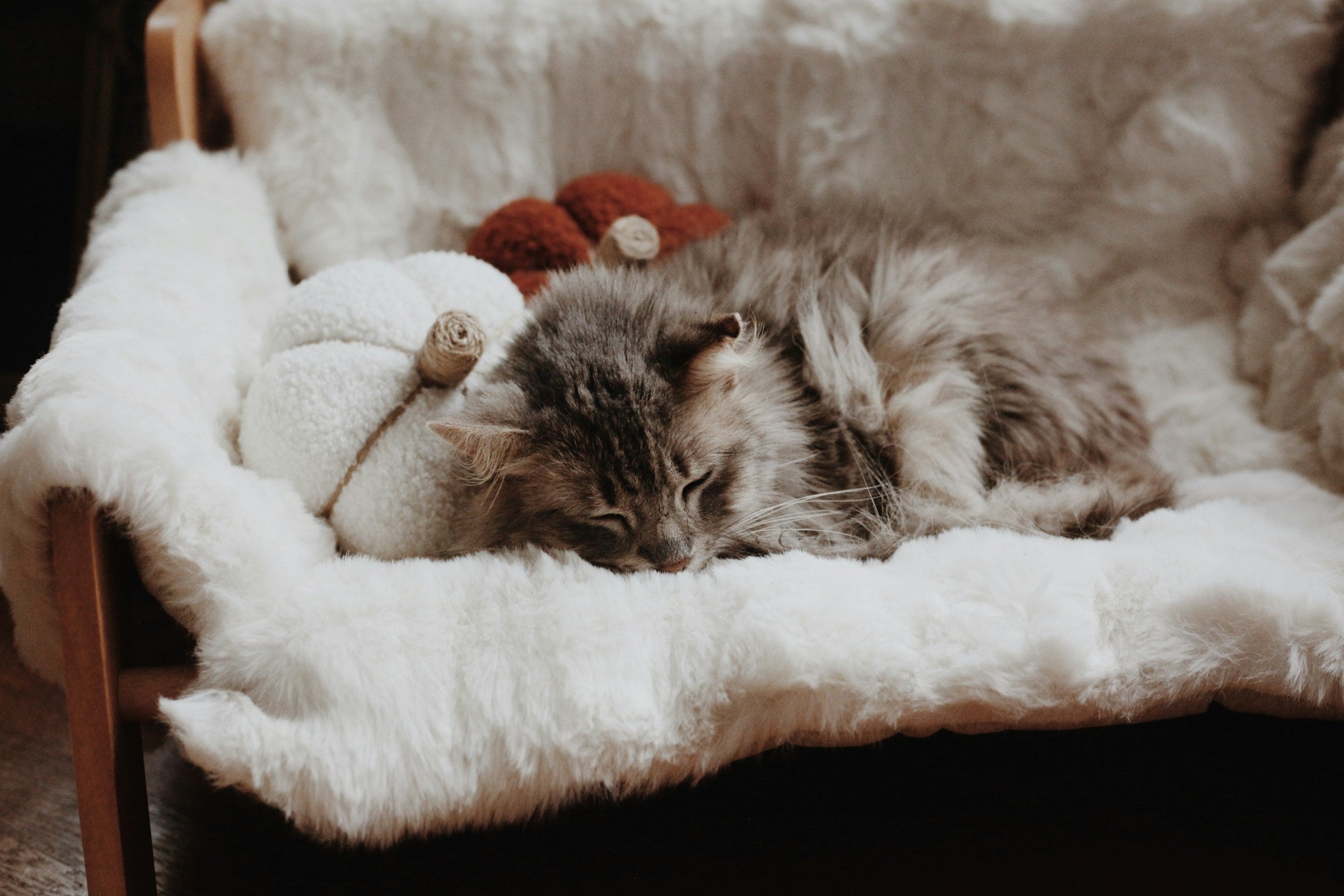 The Art of Choosing Pet Furniture That Actually Looks Good in Your Home
