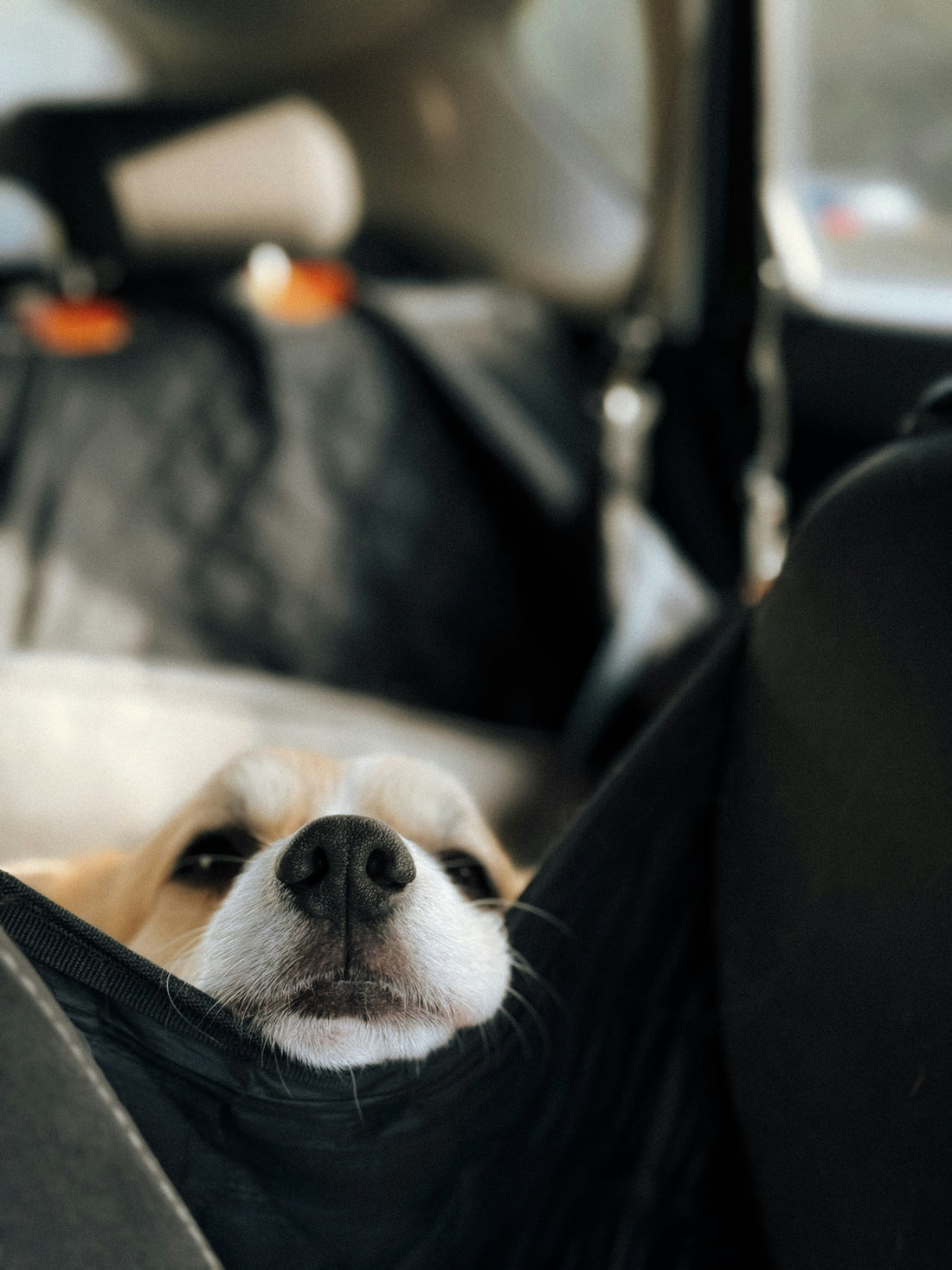 The Complete Guide to Traveling With Your Pet by Car