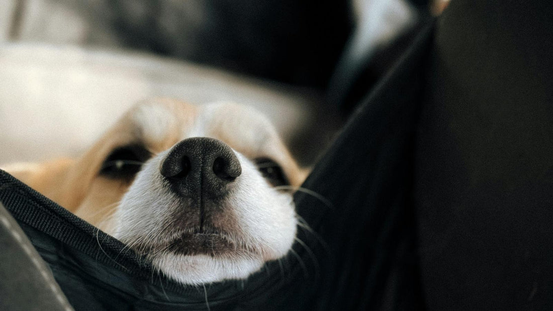The Complete Guide to Traveling With Your Pet by Car