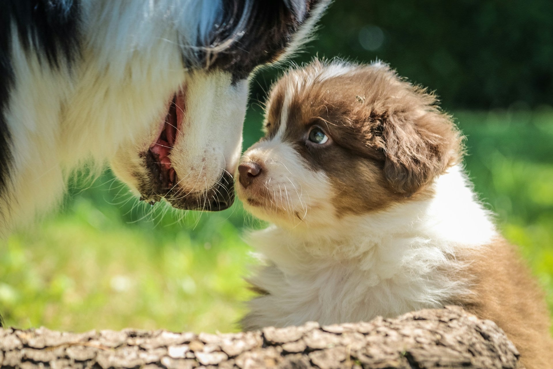 Happy Dog Mom Day